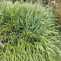 Hakonechloa macra